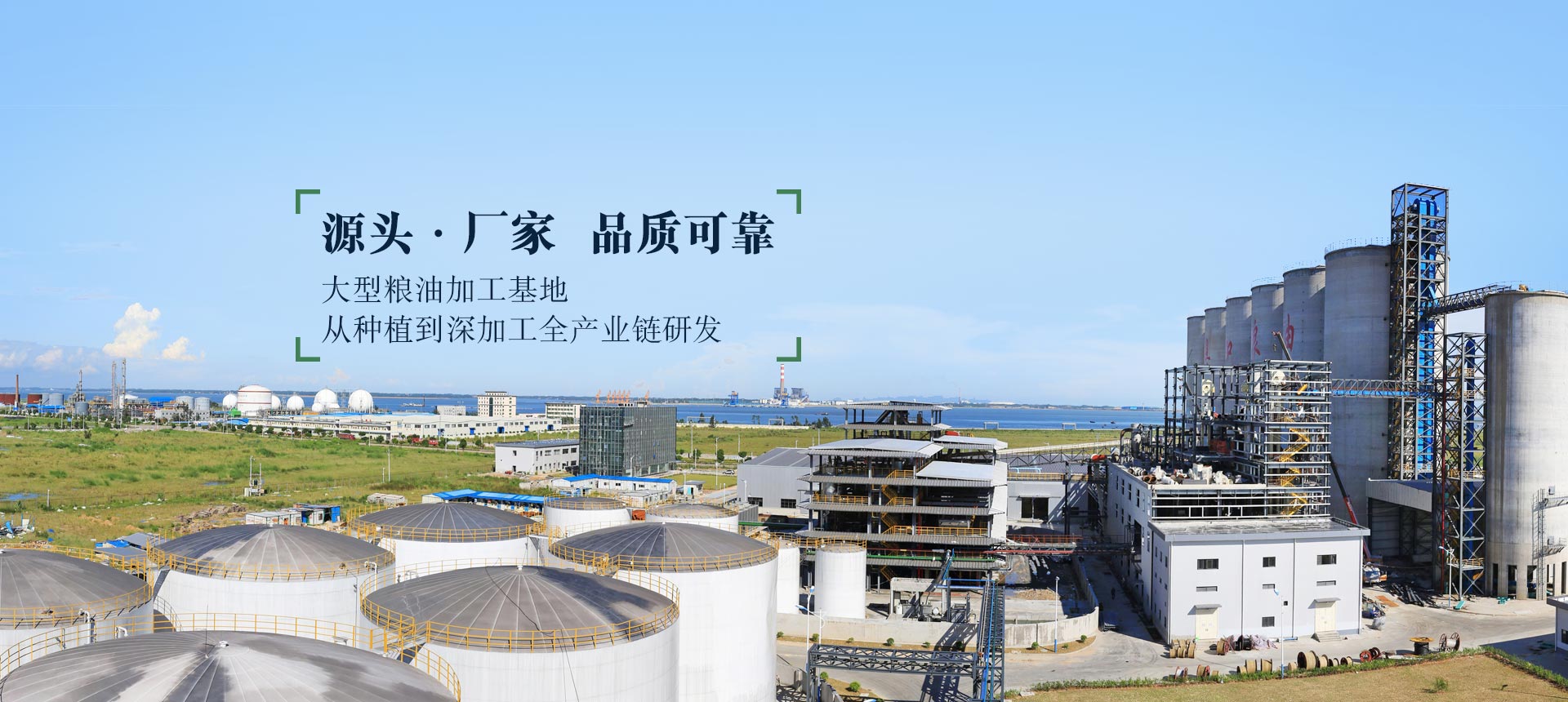 九龍桂山茶油  源頭廠家 品質可靠