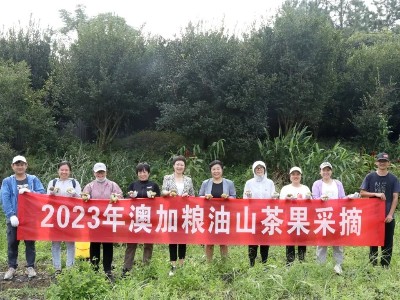 金秋十月油茶果采摘季，澳加糧油山茶油種植基地喜迎豐收