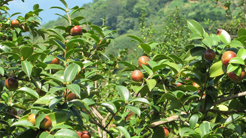 九龍桂山茶油