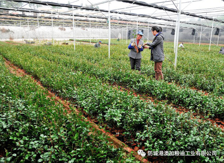 九龍桂山茶油原料種苗基地