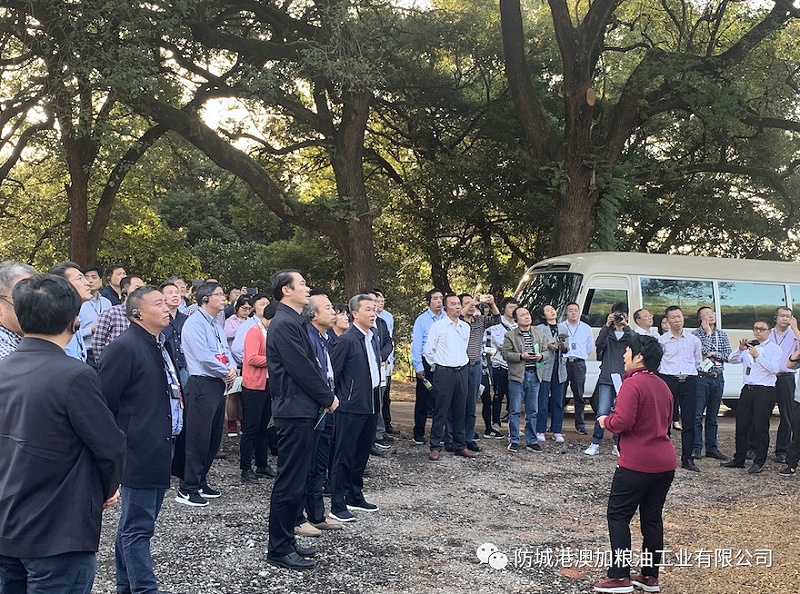 九龍桂原香山茶油