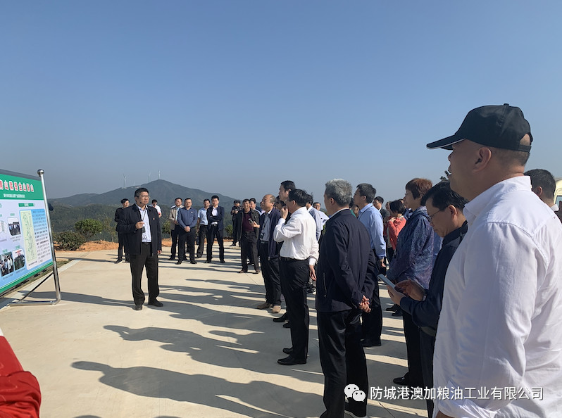 九龍桂山茶油1